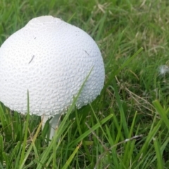 Macrolepiota dolichaula at Pambula, NSW - 17 Feb 2019 12:00 AM