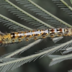 Acyphas semiochrea (Omnivorous Tussock Moth) at Latham, ACT - 17 Feb 2019 by AlisonMilton