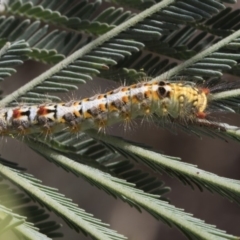 Acyphas semiochrea at Latham, ACT - 17 Feb 2019 09:14 AM