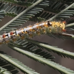 Acyphas semiochrea at Latham, ACT - 17 Feb 2019