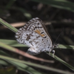 Lucia limbaria (Chequered Copper) at Latham, ACT - 16 Feb 2019 by Alison Milton