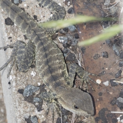 Intellagama lesueurii howittii (Gippsland Water Dragon) at Latham, ACT - 15 Feb 2019 by AlisonMilton