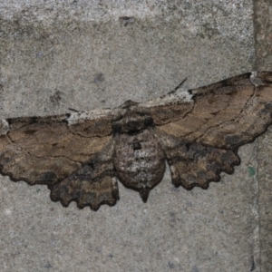 Pholodes sinistraria at Latham, ACT - 15 Feb 2019