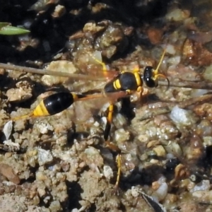 Sceliphron laetum at Tharwa, ACT - 17 Feb 2019 01:24 PM