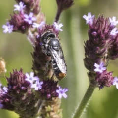 Megachile (Hackeriapis) oblonga (A Megachild bee) at Latham, ACT - 15 Feb 2019 by AlisonMilton