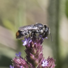 Megachile (Hackeriapis) oblonga at Latham, ACT - 15 Feb 2019 01:42 PM