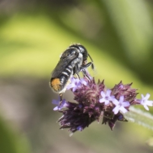 Megachile (Hackeriapis) oblonga at Latham, ACT - 15 Feb 2019