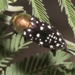 Diphucrania leucosticta (White-flecked acacia jewel beetle) at Macgregor, ACT - 16 Feb 2019 by Alison Milton