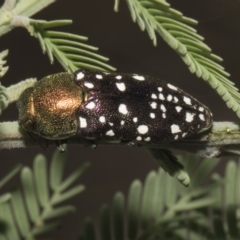 Diphucrania leucosticta at Macgregor, ACT - 17 Feb 2019