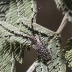 Ancita sp. (genus) (Longicorn or longhorn beetle) at Macgregor, ACT - 17 Feb 2019 by AlisonMilton