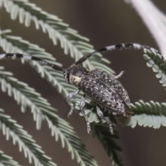 Ancita sp. (genus) at Macgregor, ACT - 17 Feb 2019