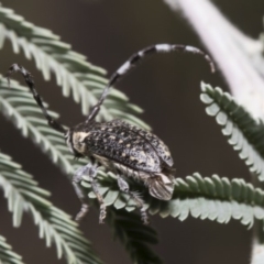 Ancita sp. (genus) at Macgregor, ACT - 17 Feb 2019