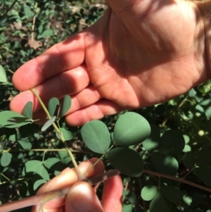 Goodia lotifolia at Hereford Hall, NSW - 17 Feb 2019