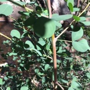 Goodia lotifolia at Hereford Hall, NSW - 17 Feb 2019