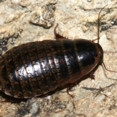 Calolampra sp. (genus) (Bark cockroach) at Rosedale, NSW - 14 Feb 2019 by jb2602