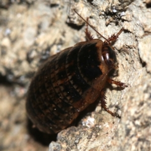 Calolampra sp. (genus) at Rosedale, NSW - 14 Feb 2019