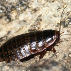 Calolampra sp. (genus) at Rosedale, NSW - 14 Feb 2019