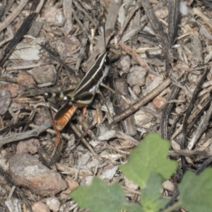 Macrotona australis at Umbagong District Park - 17 Feb 2019 10:21 AM