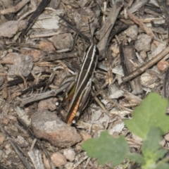 Macrotona australis at Umbagong District Park - 17 Feb 2019 10:21 AM