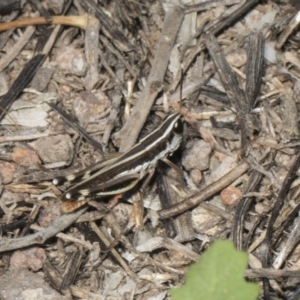 Macrotona australis at Umbagong District Park - 17 Feb 2019