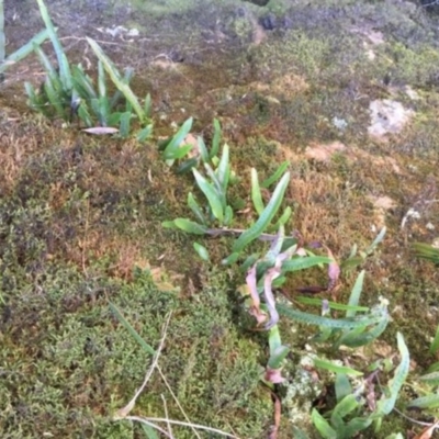 Zealandia pustulata (Kangaroo Fern) at Jinden, NSW - 17 Feb 2019 by gregbaines