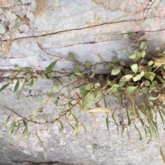 Pyrrosia rupestris (Rock Felt Fern) at Hereford Hall, NSW - 17 Feb 2019 by gregbaines