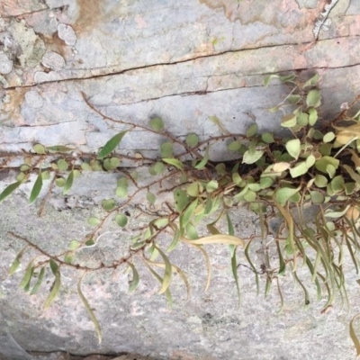 Pyrrosia rupestris (Rock Felt Fern) at Hereford Hall, NSW - 16 Feb 2019 by gregbaines