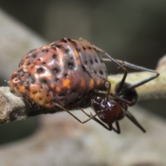 Icerya acaciae (Acacia mealy bug) at Macgregor, ACT - 17 Feb 2019 by AlisonMilton