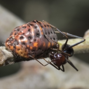 Icerya acaciae at Macgregor, ACT - 17 Feb 2019