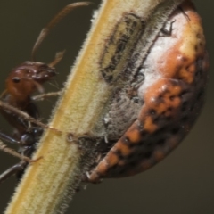 Icerya acaciae at Macgregor, ACT - 17 Feb 2019 10:23 AM