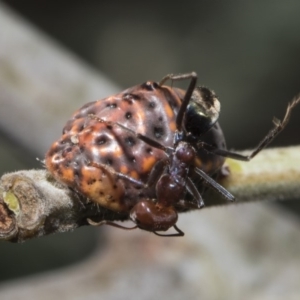 Icerya acaciae at Macgregor, ACT - 17 Feb 2019 10:23 AM