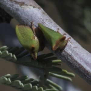 Sextius virescens at Macgregor, ACT - 17 Feb 2019