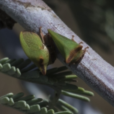 Sextius virescens (Acacia horned treehopper) at Macgregor, ACT - 17 Feb 2019 by AlisonMilton