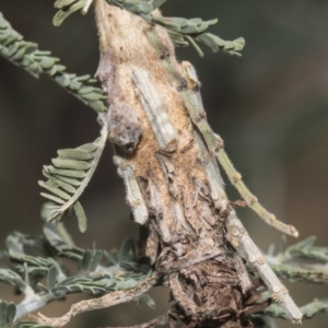 Psychidae (family) IMMATURE at Macgregor, ACT - 17 Feb 2019