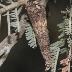 Lepidoscia (genus) IMMATURE (Unidentified Cone Case Moth larva, pupa, or case) at Latham, ACT - 17 Feb 2019 by AlisonMilton