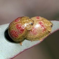 Paropsisterna fastidiosa (Eucalyptus leaf beetle) at Macgregor, ACT - 17 Feb 2019 by AlisonMilton