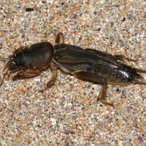 Gryllotalpa sp. (genus) at Rosedale, NSW - 14 Feb 2019 08:42 PM