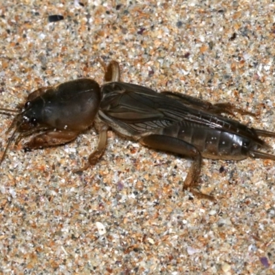 Gryllotalpa sp. (genus) (Mole Cricket) at Rosedale, NSW - 14 Feb 2019 by jbromilow50