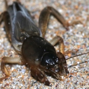 Gryllotalpa sp. (genus) at Rosedale, NSW - 14 Feb 2019 08:42 PM