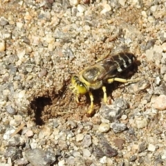Bembix sp. (genus) (Unidentified Bembix sand wasp) at Hackett, ACT - 15 Feb 2019 by HelenCross
