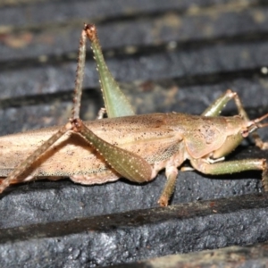 Pseudorhynchus mimeticus at Rosedale, NSW - 14 Feb 2019 06:18 PM