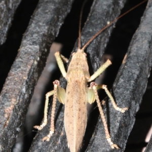 Pseudorhynchus mimeticus at Rosedale, NSW - 14 Feb 2019