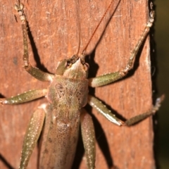 Pseudorhynchus mimeticus at Rosedale, NSW - 14 Feb 2019 06:18 PM