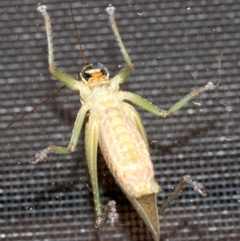 Pseudorhynchus mimeticus at Rosedale, NSW - 14 Feb 2019