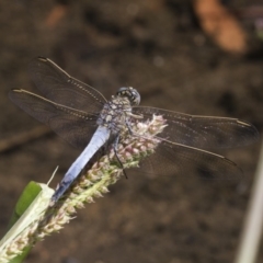 Orthetrum caledonicum (Blue Skimmer) at Macgregor, ACT - 17 Feb 2019 by AlisonMilton