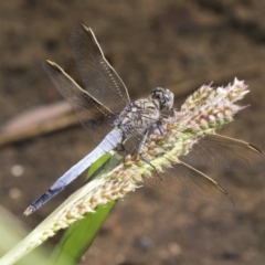 Orthetrum caledonicum at Macgregor, ACT - 17 Feb 2019 01:38 PM