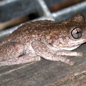 Litoria peronii at Rosedale, NSW - 14 Feb 2019