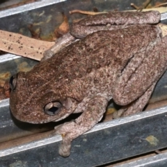 Litoria peronii at Rosedale, NSW - 14 Feb 2019