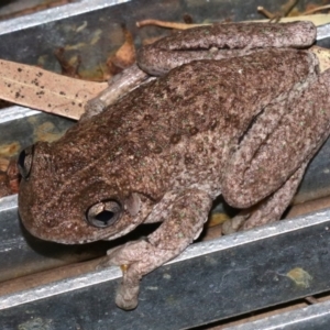 Litoria peronii at Rosedale, NSW - 14 Feb 2019 09:45 PM