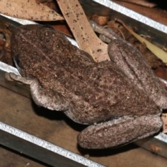 Litoria peronii at Rosedale, NSW - 14 Feb 2019 09:45 PM